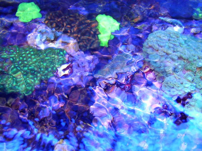 OverheadReef2-8-02009.jpg