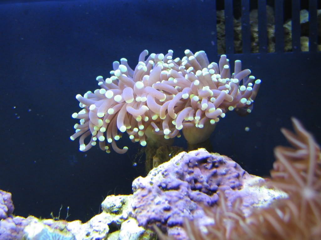 Ocean208.jpg