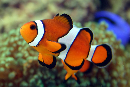 Clown-Fish-03.jpg