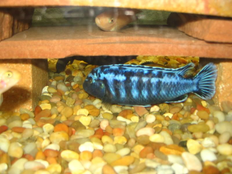 Fish010.jpg