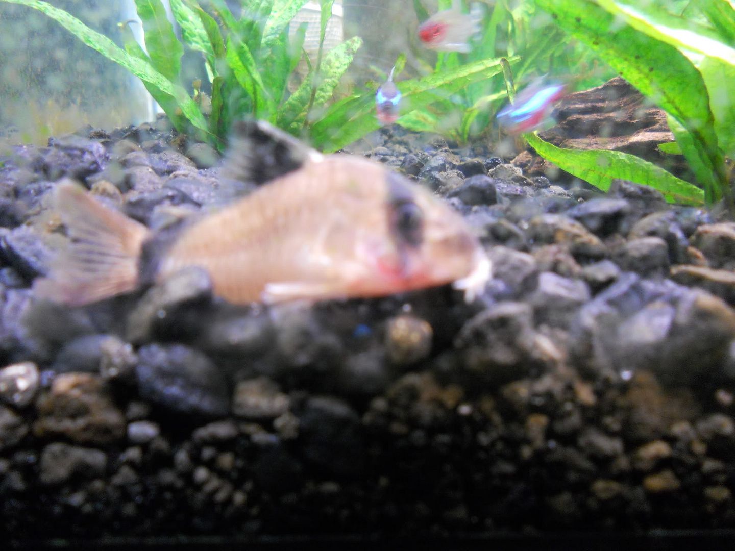 HELP! My Cory Pandas are dying one by one. | AquariaCentral.com