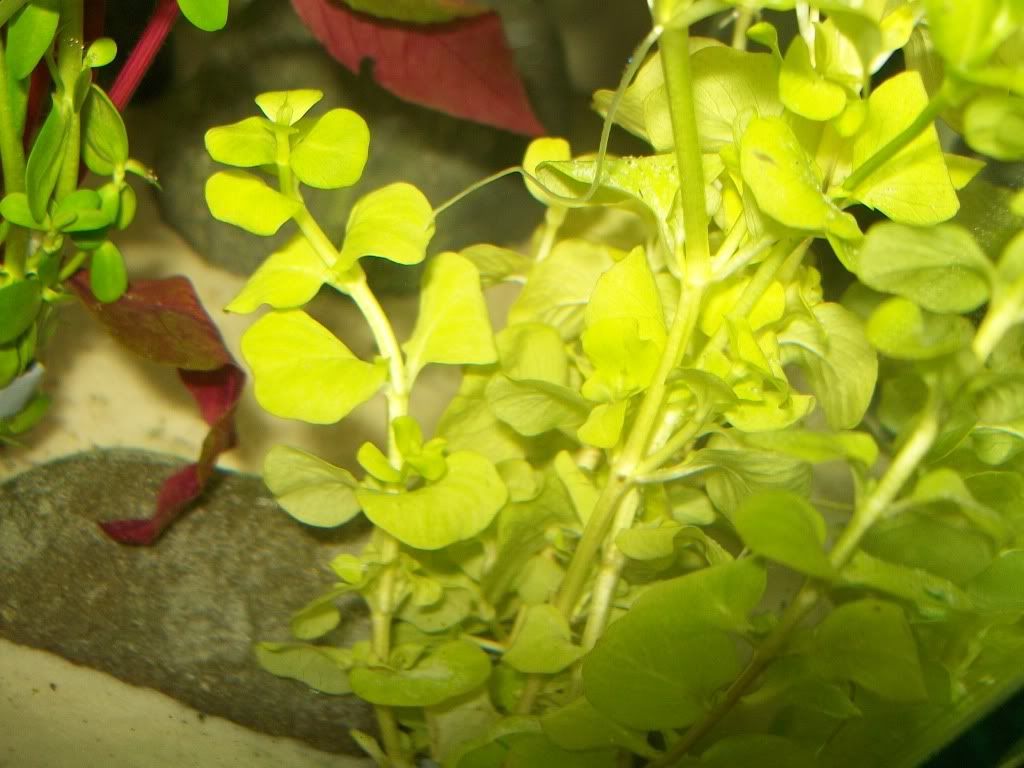 Yellow-GreenPlant1.jpg