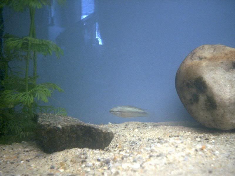 ApistotrifasiataMaug3005.jpg