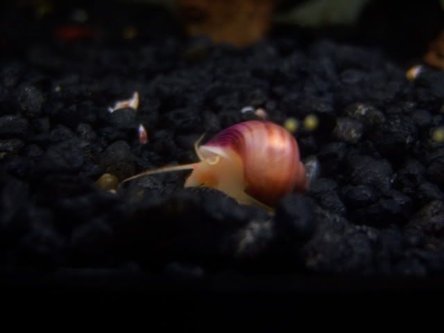 snailsanddiscus017.jpg