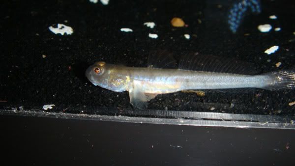 600goby2.jpg