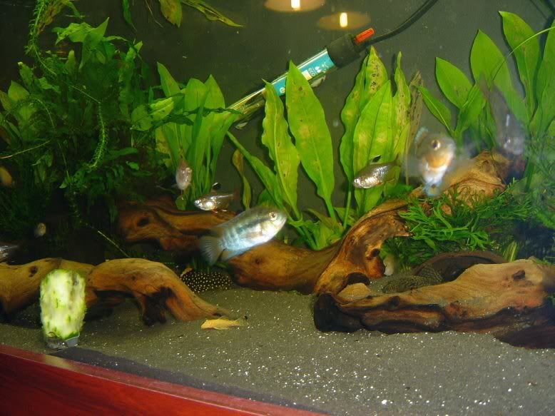 newplant6.jpg