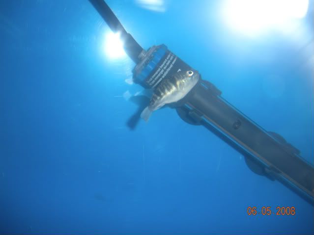 Puffer0120080605.jpg