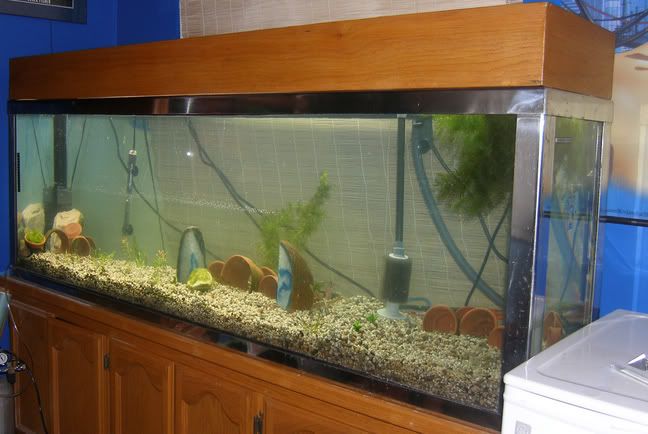 120galbigtank.jpg