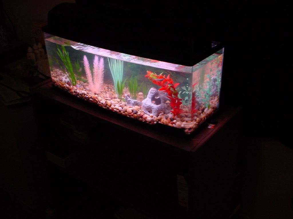 66g_bookshelf1.jpg