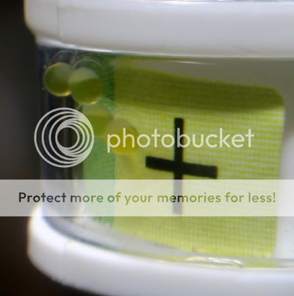 OtoEggs1_031610.jpg