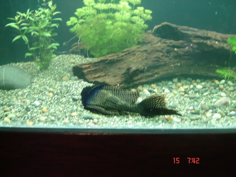 DSC03117.jpg