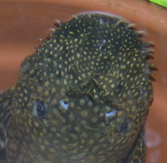 bristlenose1.jpg