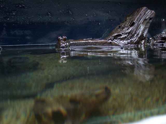 fishwall030.jpg