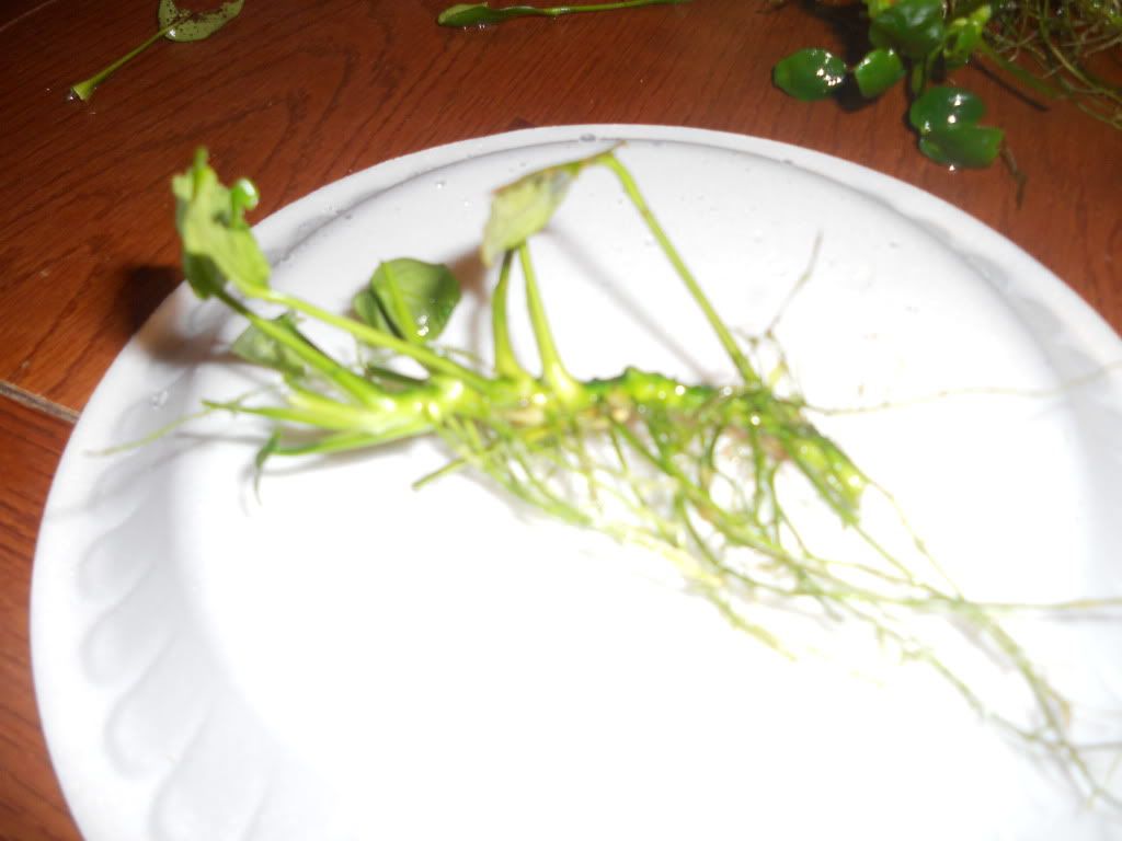 DSCN6112.jpg