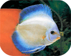 discus-fish02.gif