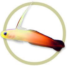 firefish.jpg