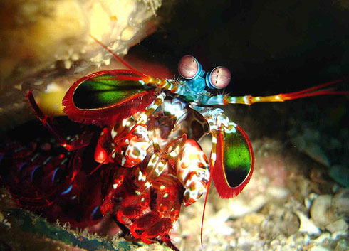 mantis_shrimp_2.jpg