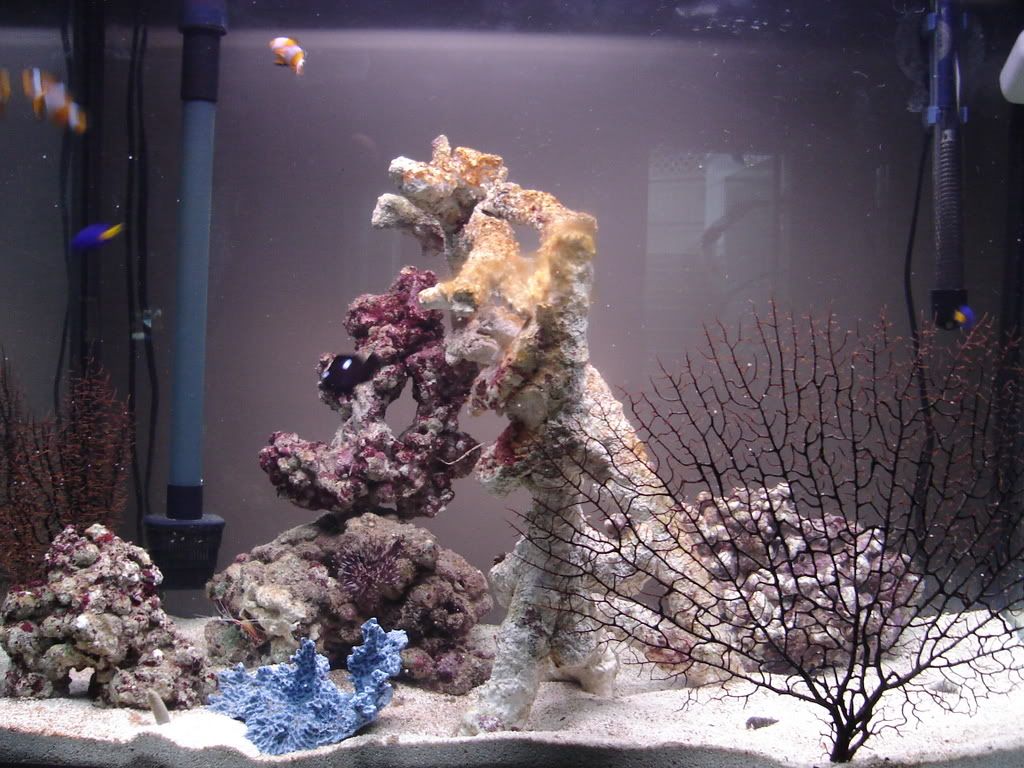Fish021-1.jpg