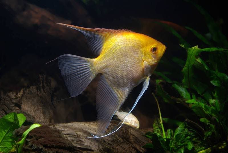 goldy5.jpg