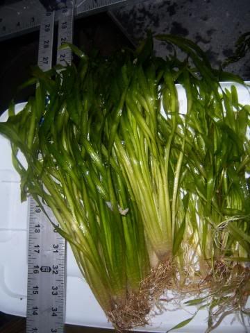 plantsforsale008-1.jpg