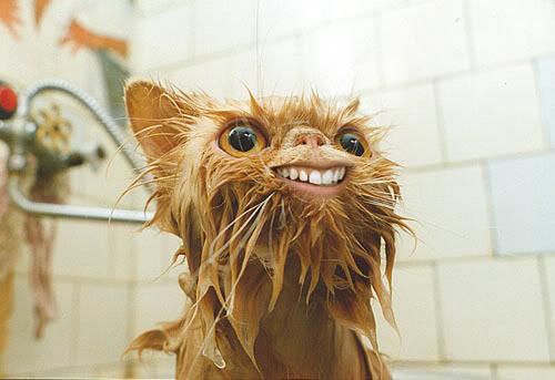 weird-cat.jpg