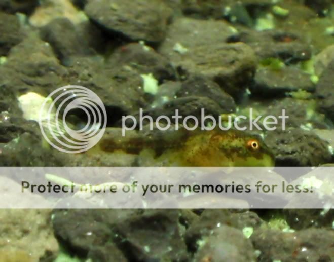 BabyOtoPic2_102109.jpg