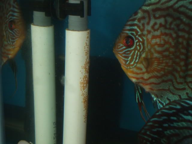 DSCF2257.jpg