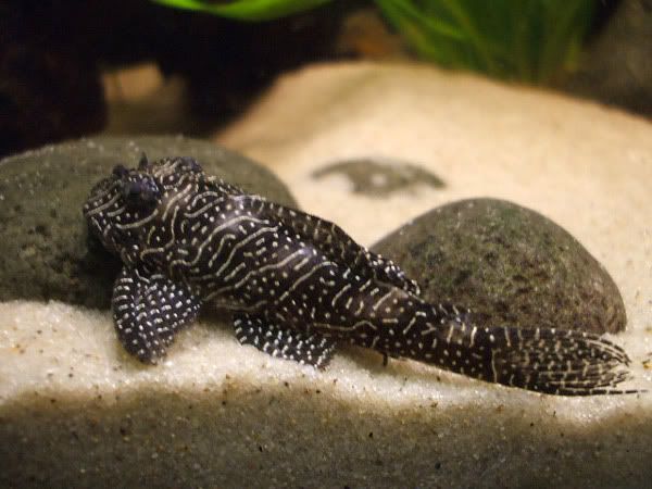 pleco_02.jpg