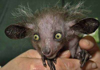 hairy+rat.jpg