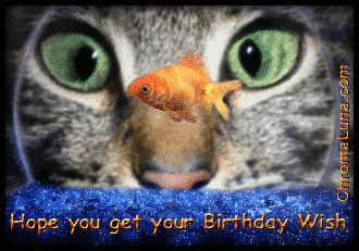 CatFishbowlBirthday.gif