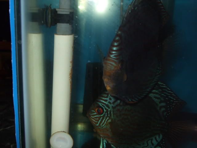 DSCF2261.jpg