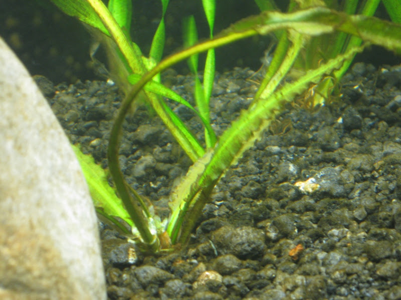 aponogetoncrispus.jpg