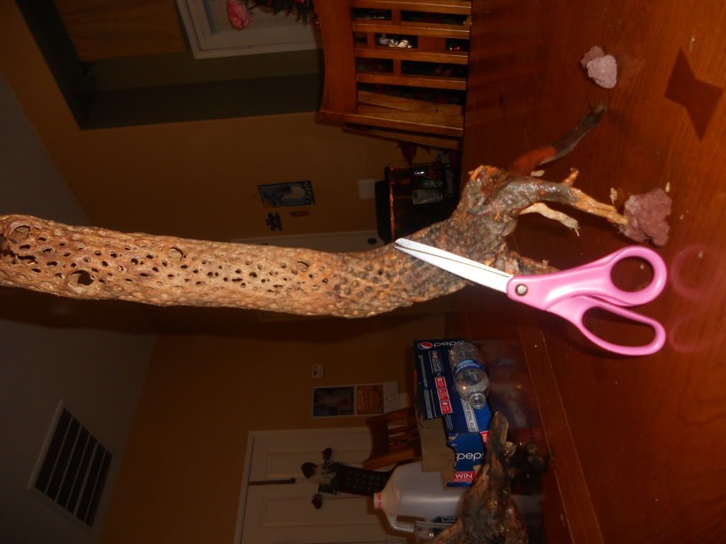 DSCN6091.jpg