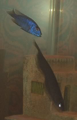 electricblue.jpg