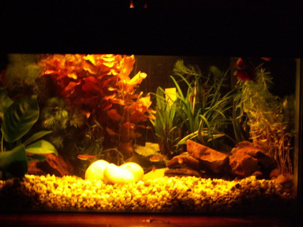fish2012.jpg