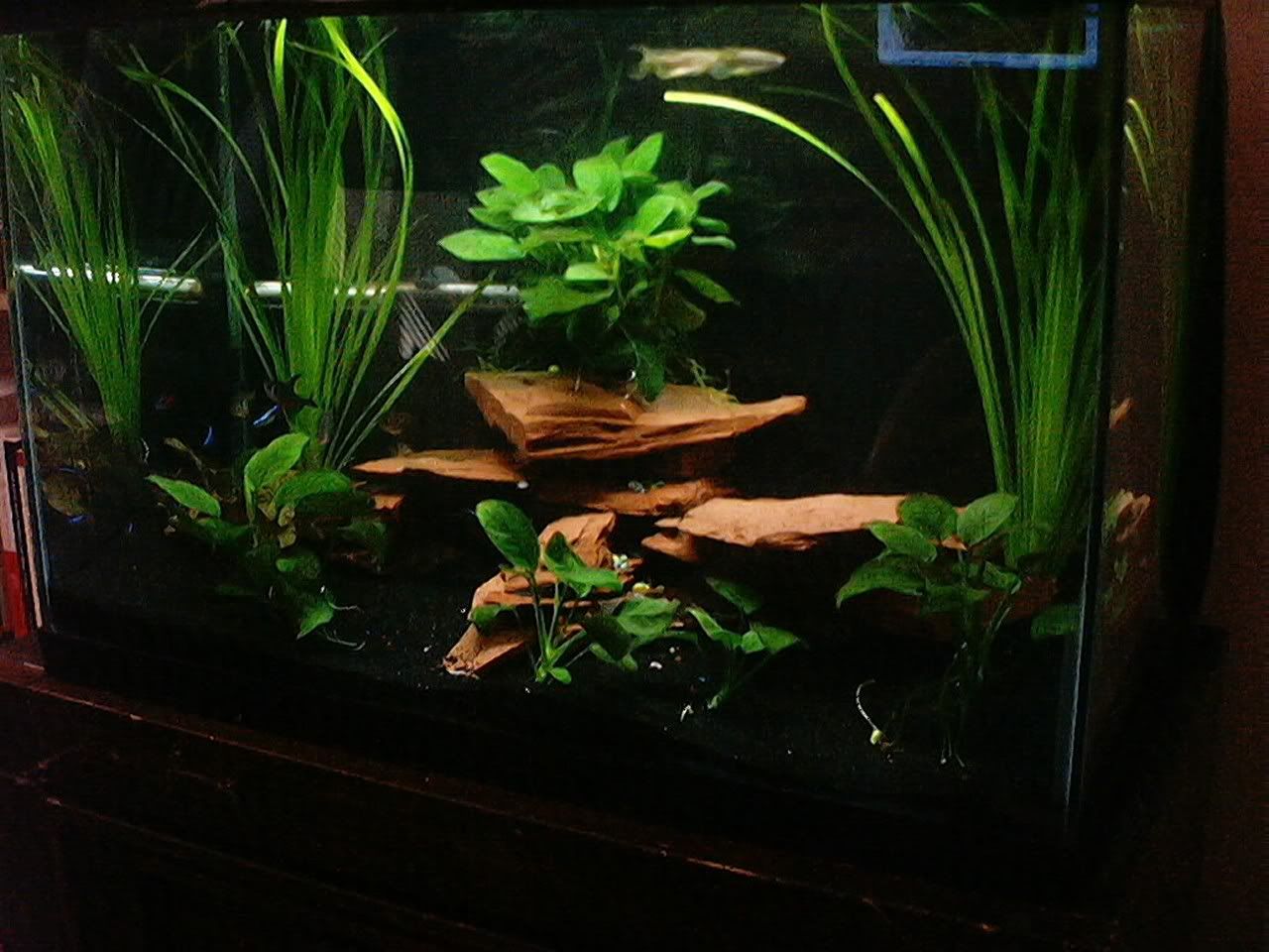 29gallon.jpg