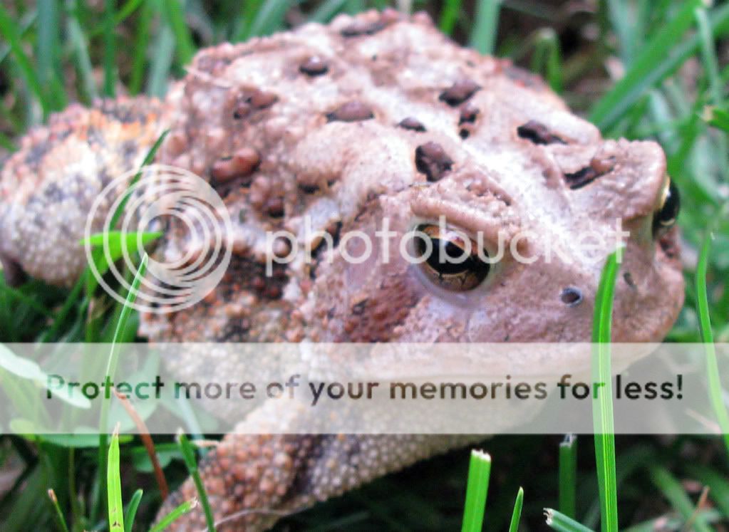 Toad5.jpg
