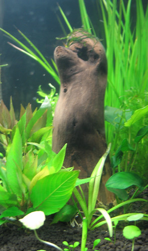 57799126_ec6aaf9852.jpg