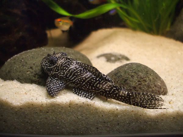 pleco_01.jpg