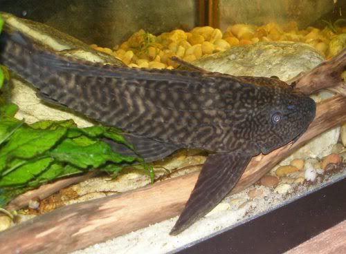pleco.jpg