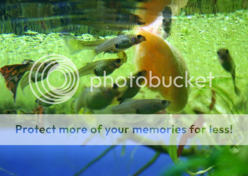guppy04.jpg