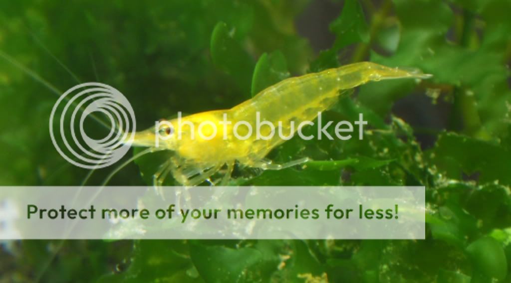 YellowShrimp_100409.jpg