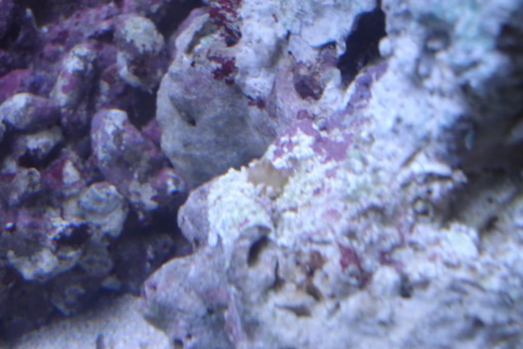 fish033.jpg