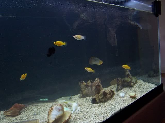 fishwall027.jpg