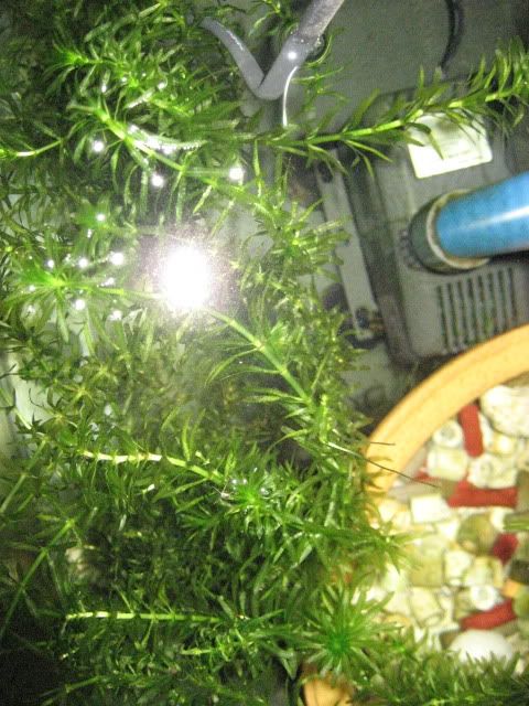elodea007.jpg