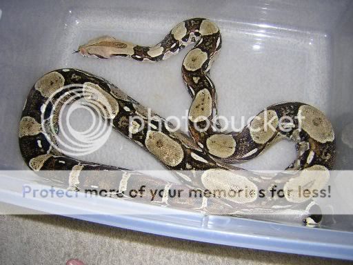 KAA.jpg