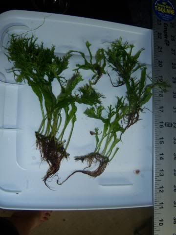 plantsforsale005-1.jpg