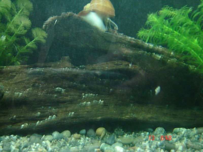 DSC03106.jpg