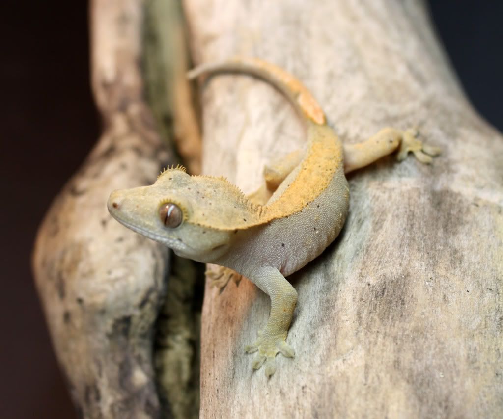 Gecko_1_2.jpg