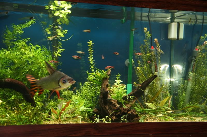 fishtank008.jpg